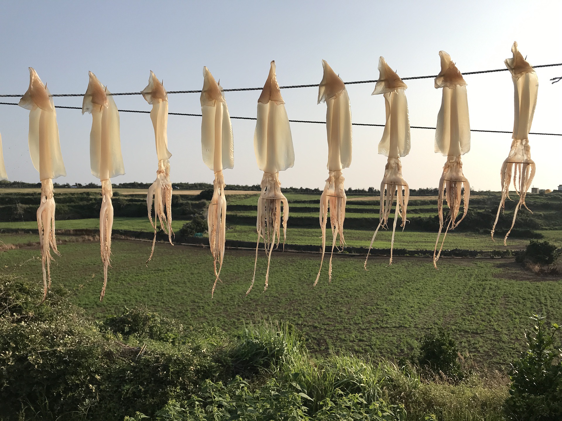 des calamars se font dorer la pilule